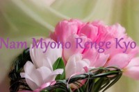 /album/daimeiyaku/a10174895-10201654101730476-6599737809657680022-n-jpg/